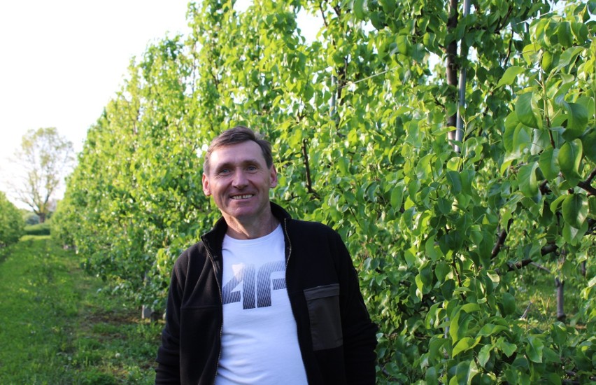 Marek Dukat w swoim sadzie z gruszami w Sieborowicach
