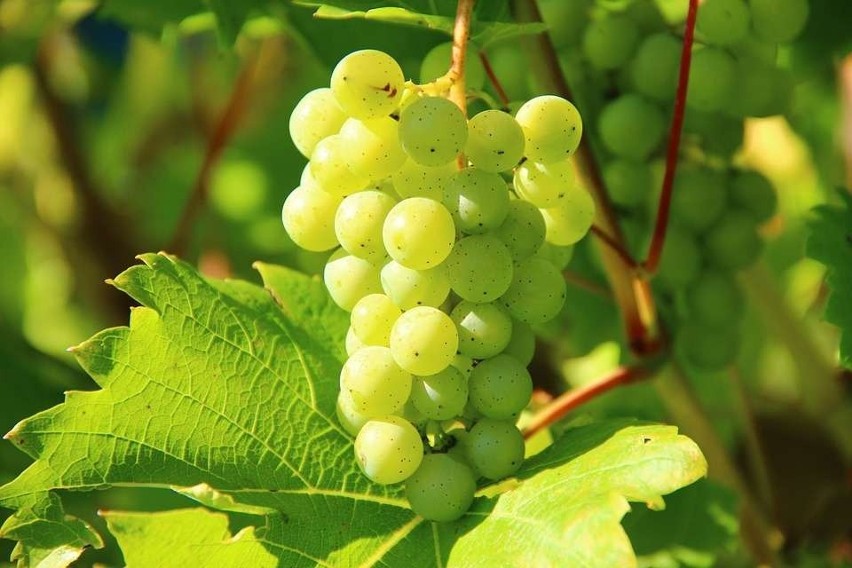 Winogrona mogą wspomóc proces odchudzania, gdyż zawarty w...