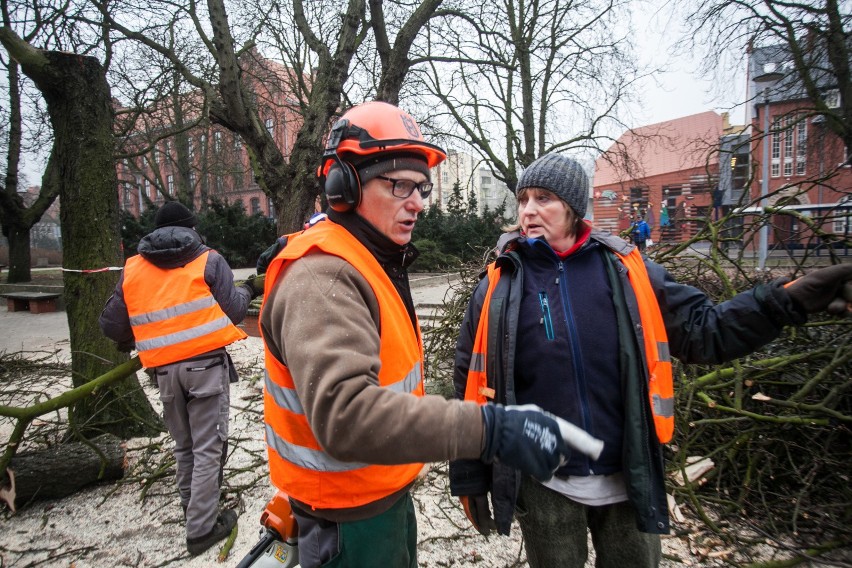 24.01.2017 bydgoszcz  miasto plac koscieleckich wycinka...