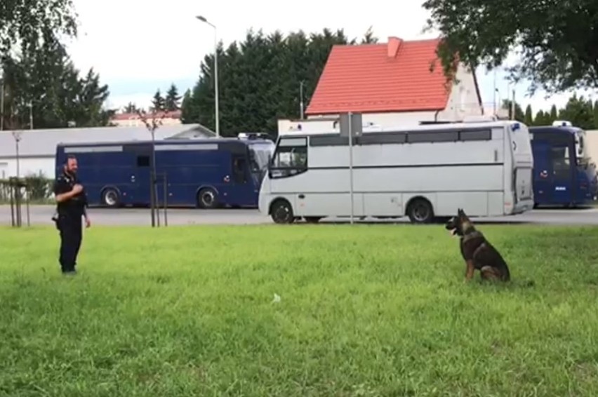 Szkolenie psów na policyjnym terenie przy ul. Iławskiej w...