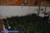 CBŚ walczy z narkotykami. Marihuana i amfetamina za 500 tys. zł na 2 plantacjach (ZDJĘCIA, FILM)