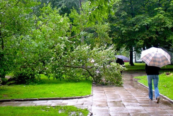 Przy ul. Wici wiatr złamał podczas burzy drzewo.