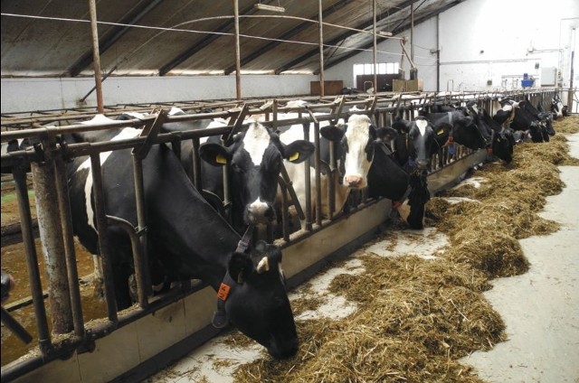 W III kwartale tego roku produkcja mleka zaczęła rosnąć. Specjaliści ostrzegają, że znowu możemy przekroczyć krajową kwotę mleczną.