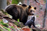 Niedźwiedzie brunatne w akcji. Ostro rozrabiają w Beskidach