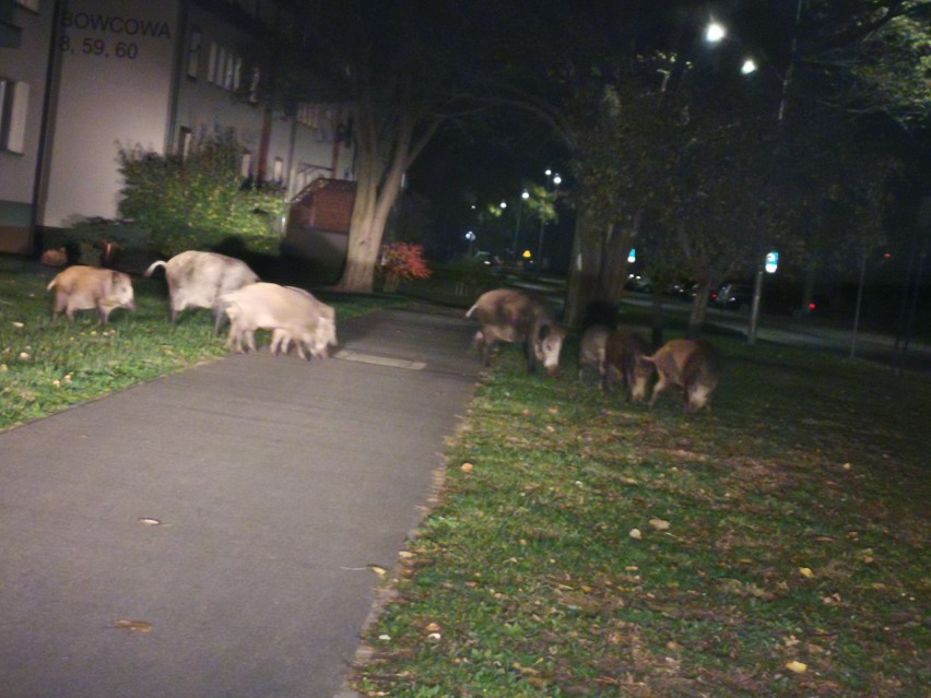 Rodzina dzików żerująca w Dąbiu uchwycona na zdjęciu przez...