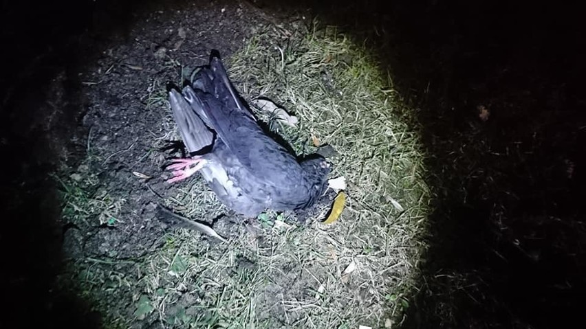 Sadysta w bestialski sposób zabił w Suwałkach pięć gołębi
