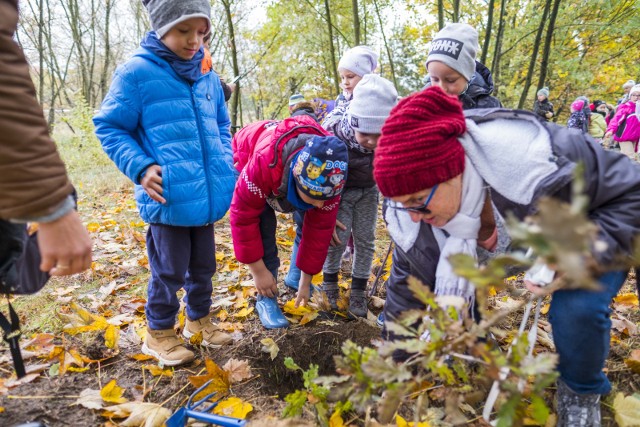 Sadzenie drzew przez przedszkolaków z Wrzosów (październik 2016). Wygląda na to, że pieniądze z budżetu obywatelskiego nie wyręczą maluchów w nasadzeniach wzdłuż Szosy Chełmińskiej.