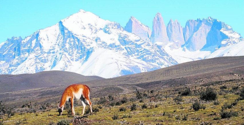 Guanakos, czyli amerykańskie lamy, w Torres del Paine, gdzie...