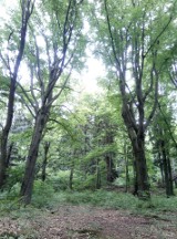 Rada Gminy Fredropol odrzuciła uchwałę w sprawie uznania 57 drzew w Nadleśnictwie Bircza za pomniki przyrody