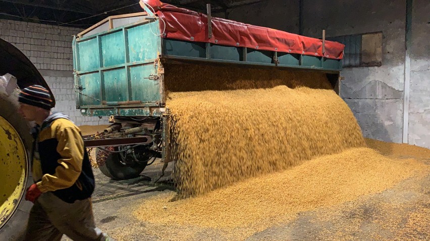 Pierwsze żniwa kukurydzy w Gospodarstwie Rolnym Sikora w Odrowążu, gmina Stąporków. Zebrano 350 ton ziaren [NIEZWYKŁY FILM]