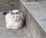 Zaginęła kotka z internatu przy ul. Wyspiańskiego. Szuka jej pół Zielonej Góry