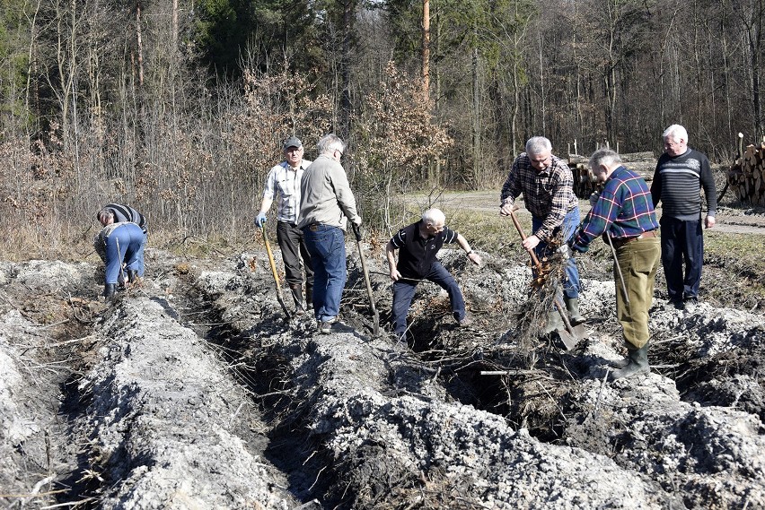 Zagłębiacy sadzą Las Europejski