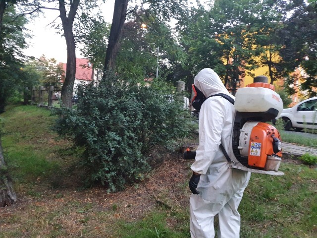 Letnia akcja przeprowadzania oprysków przeciwko komarom w Zielonej Górze.