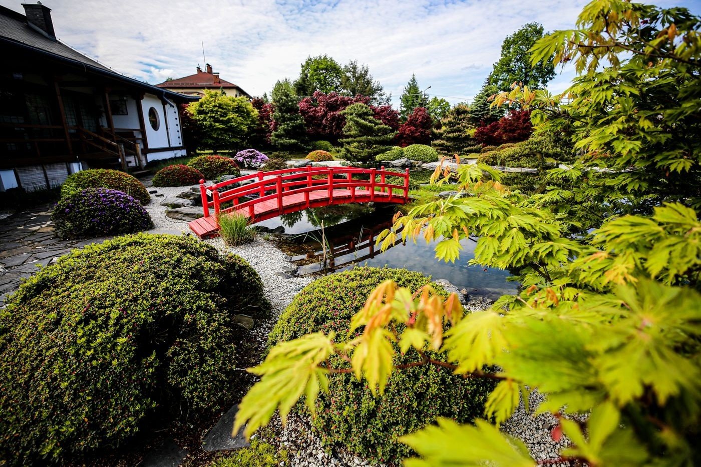 Pisarzowice. Ogrody japońskie zachwycają stylem orientalnym. Szkółka Pudełko  stworzyła cudne miejsce na ziemi. Najpiękniejsze azalie | Dziennik Zachodni