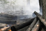 Polskie lasy płoną, wzrost liczby pożarów w 2022 roku. „W większości miejsc wilgotność ściółki jest na poziomie wilgotności kartki papieru"