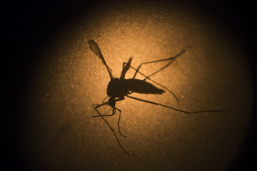 Wirus Zika rozprzestrzenia się za pośrednictwem komarów