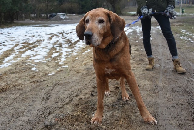 Chaki, 7,5-letni pies rasy ogar polski