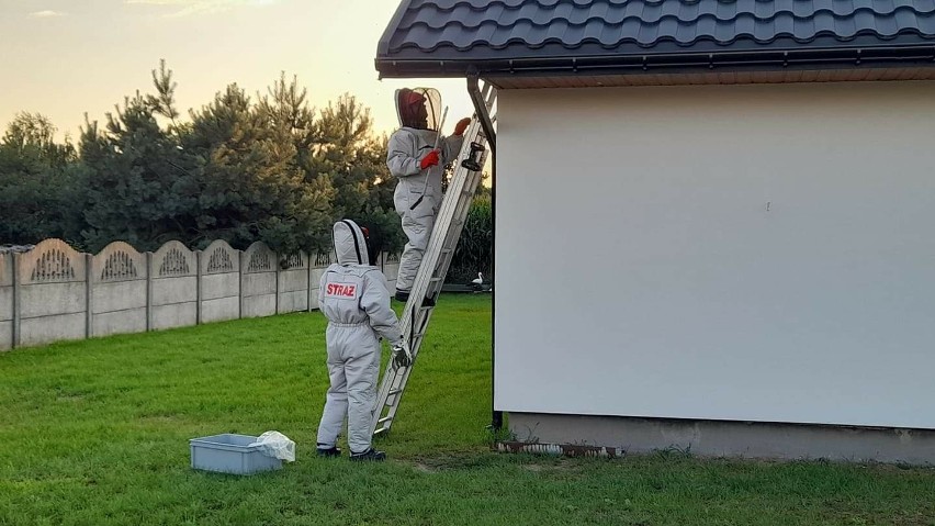 Plaga szerszeni w województwie podlaskim