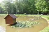 Kolejne problemy z realizacją inwestycji w Tarnowie. Tym razem część pieniędzy na budowę pomostu na stawie w Parku Piaskówka przepadła