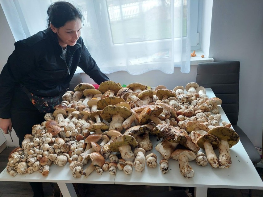 Masa grzybów! Trwa wysyp prawdziwków i podgrzybków w lasach na Podkarpaciu. Oto najnowsze zbiory mieszkańców regionu
