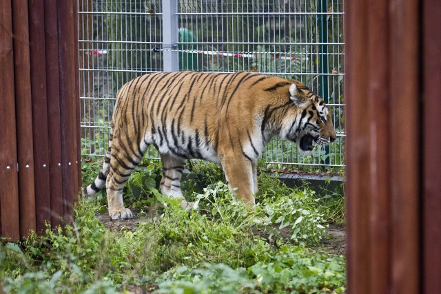 Dotąd w myślęcińskim zoo mieliśmy jednego tygrysa. Teraz są już dwa