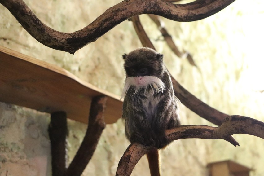 Gdańskie zoo ma nowego mieszkańca. To samiec tamaryny cesarskiej