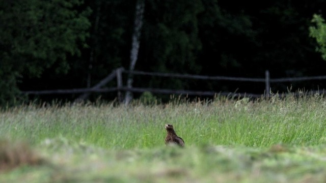 Orlik krzykliwy na Polanie Białowieskiej