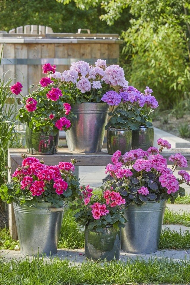 Pelargonie to obowiązkowe kwiaty na balkon i do ogrodu.