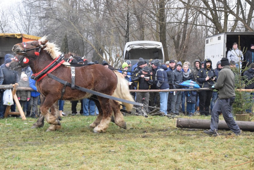 Zawody Furmanów w Węgierskiej Górce. Rywalizacja tylko dla twardzieli. W deszczu i błocie ZDJĘCIA + WIDEO