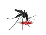 Komary w natarciu