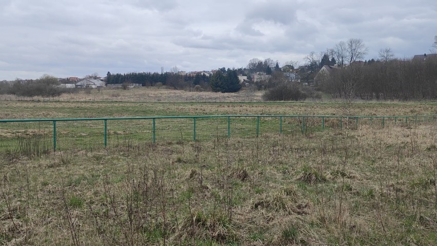 Lasek Miejski w Chojnicach sąsiaduje z terenem prywatnym