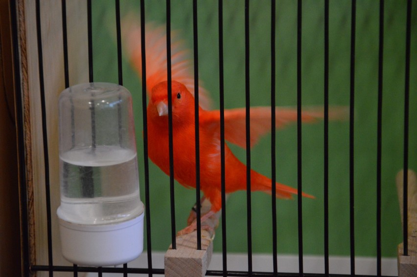 Szał kolorów i treli w Oświęcimskim Centrum Kultury na wystawie kanarków, papug i innych ptaków egzotycznych