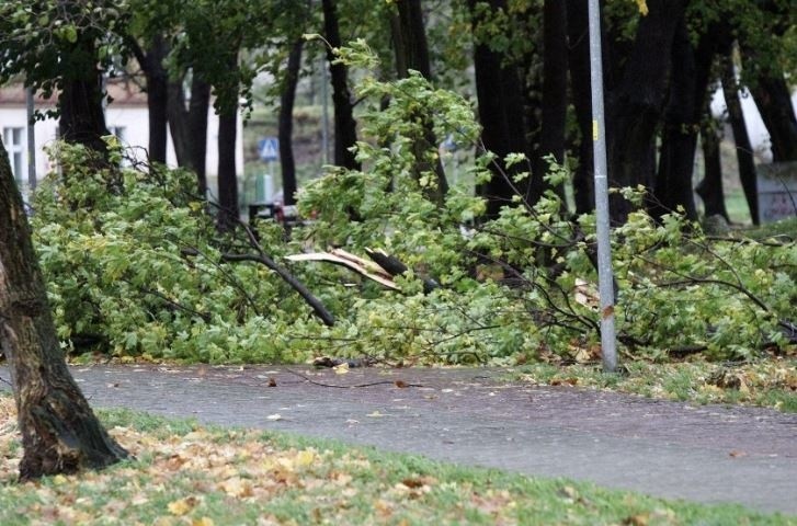 Mortimer zaatakował. Wichura szaleje w Łodzi i województwie. Pada deszcz. Drzewo runęło na przystanek. Uwaga na silny wiatr. Skutki wichury