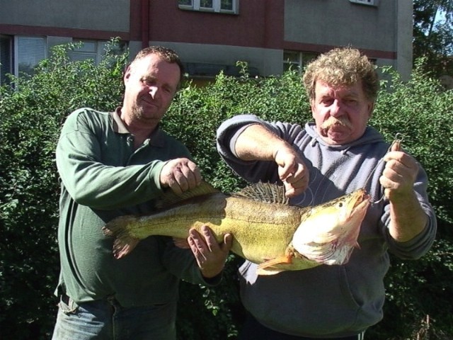 Tego medalowego sandacza złowili w jeziorze Trzesiecko Jerzy Bludas i Wiesław Zawadzki ze Szczecinka. Ryba ważyła 7,05 kg i mierzyła 70 cm. Sandacz "wrzucił na ruszt&#8221; płoć o dł. 15 cm.