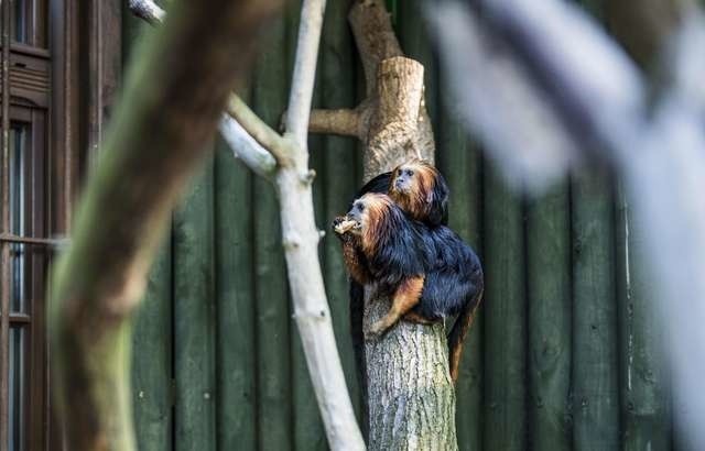 Lwiatki złotogłowe będą jedną z atrakcji pikniku