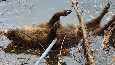 Dzik wyłowiony został z Odry 16 grudnia 2019 r.