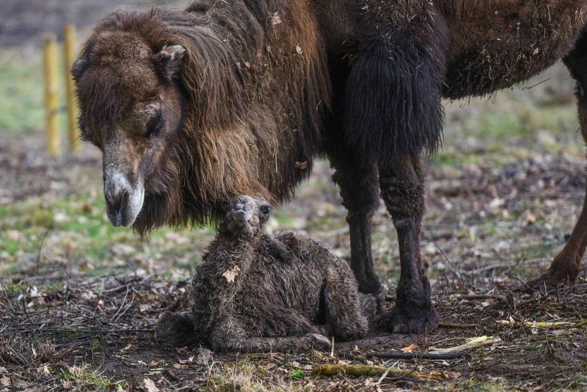 W zoo w Poznaniu urodził się mały wielbłąd. Poznajcie Tamira [ZDJĘCIA, WIDEO]