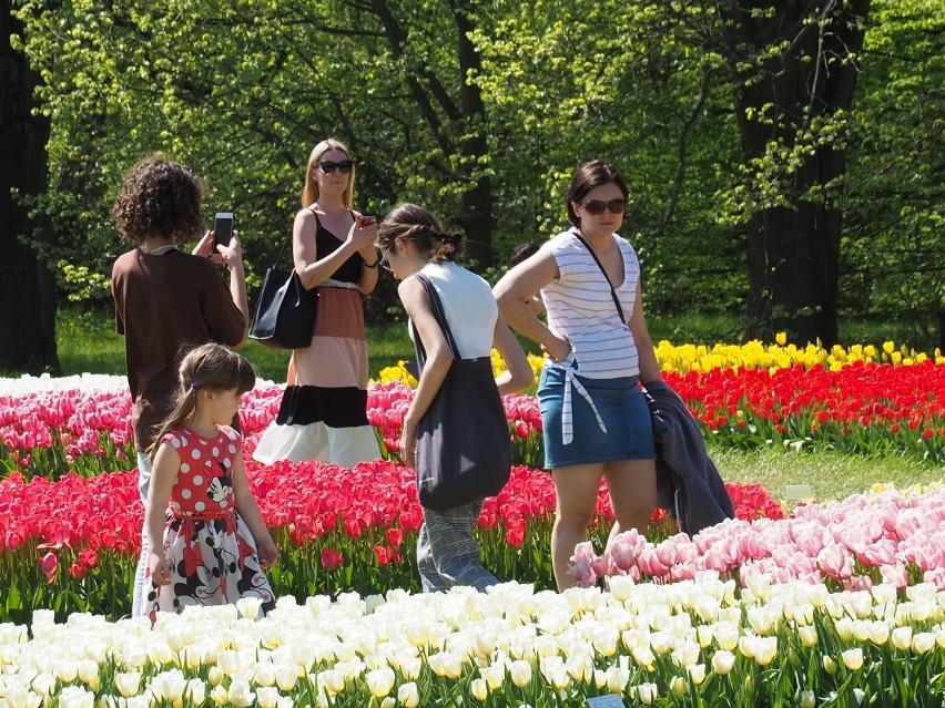 W "botaniku" zakwitły wszystkie tulipany! Jest pięknie! ZDJĘCIA. Takiej kolekcji nie ma żaden inny ogród botaniczny w Polsce