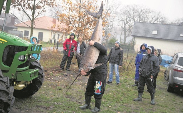 Zdobycz załogi łodzi KRS-27 wzbudziła zainteresowanie nie tylko mieszkańców Karsiborza. Samica miecznika poddawana jest obecnie szczegółowym badaniom w Morskim Instytucie Rybackim.