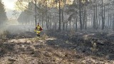 Susza w województwie śląskim: sytuacja w lasach i na polach jest zła. Potrzebnych jest kilka deszczowych dni