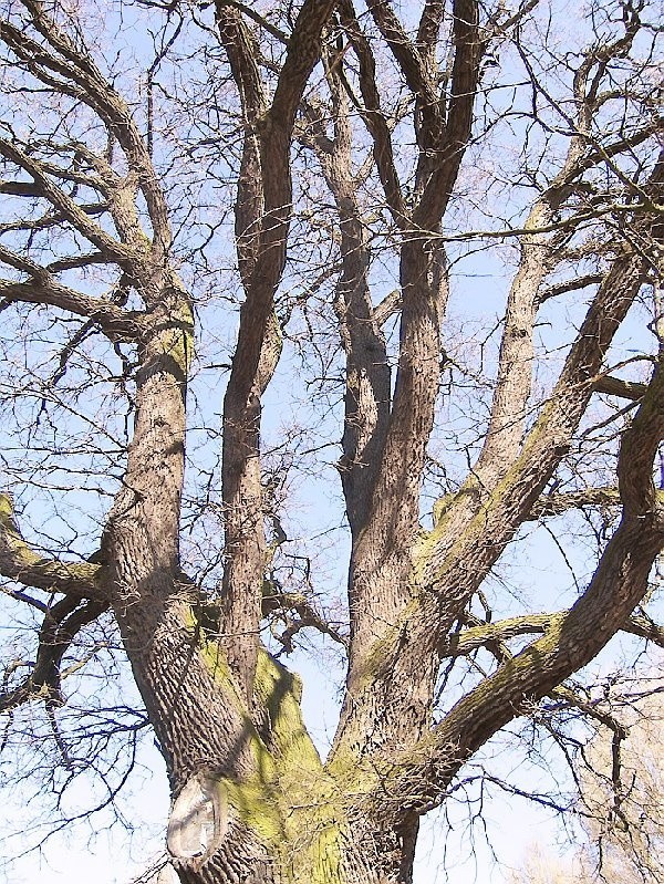 Najdłużej żyjący świadek dziejów Brodnicy.