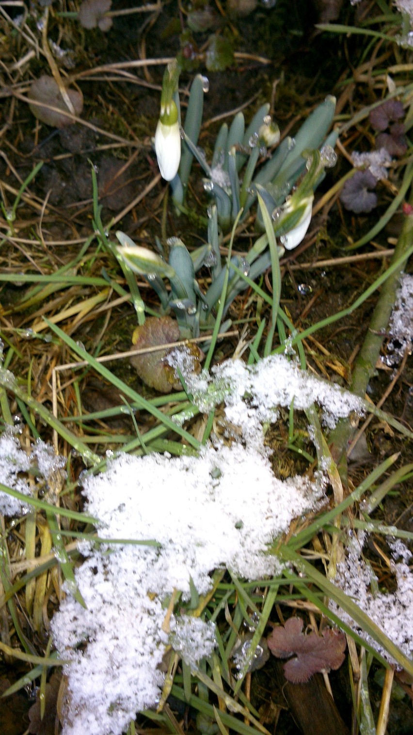 Nowy Sącz. Przebiśniegi przebiły się przez śnieg. Zakwitły w osiedlu Gołąbkowice