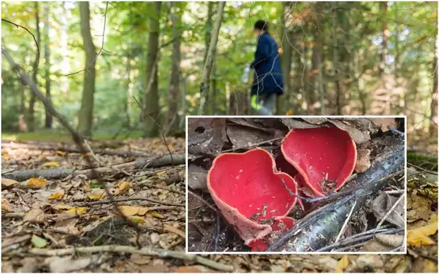 Takie okazy znajdziecie już na Dolnym Śląsku. Zobaczcie zdjęcia i przeczytajcie, czym się charakteryzują i jak smakują >>