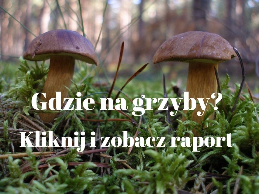 Gdzie na grzyby w tym roku? Podpowiadamy, gdzie (według...