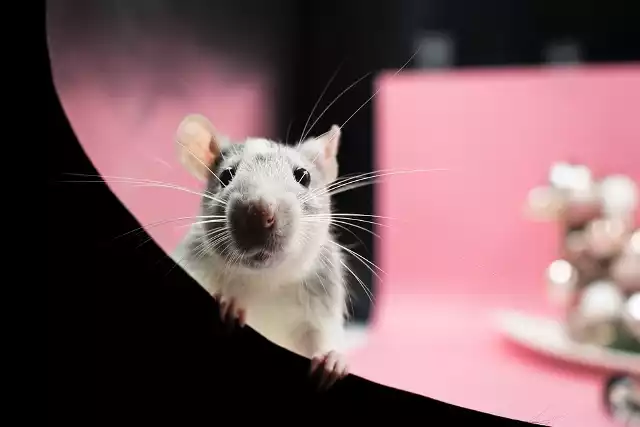 9. Szczury Są częstym przedmiotem badań z zakresu zoopsychologii. Te niepozorne gryzonie szybko się uczą, budują relacje społeczne, potrafią przetrwać w każdych warunkach. Najbardziej inteligentne szczury potrafią aportować przedmioty, dzielić się z człowiekiem jedzeniem, a nawet wykonywać sztuczki. Z drugiej strony szczury są bardzo ostrożne i niechętnie ryzykują swoim życiem.