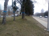 Będzie kolejna wycinka drzew w Lublinie? 24 drzewa na Czechowie chce wyciąć "Oaza"