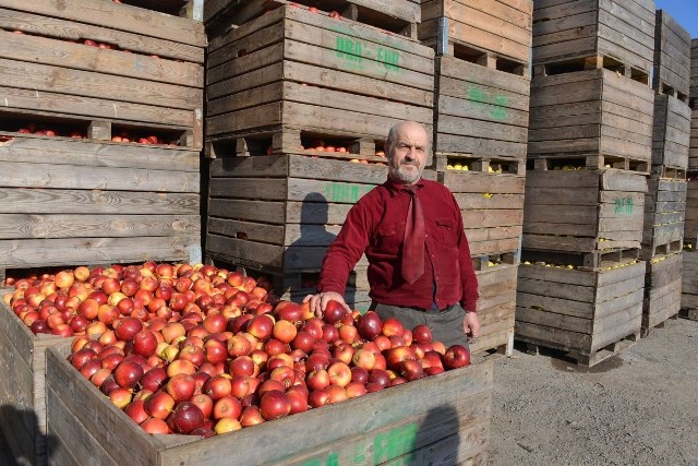 Mirosław Drab, właściciel firmy DRA-FOR w Głazowie w gminie Obrazów przyjmuje jabłka w ramach programu stabilizacji cen jabłek. - Mogę przyjąć siedem tysięcy ton jabłek. Taki mam limit - mówi.