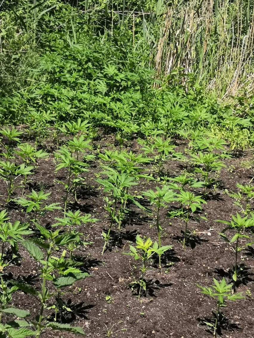 Plantacja marihuany w Osieku nad Wisłą. To nie była to samosiejka! Skonfiskowano 120 krzaków [zdjęcia]