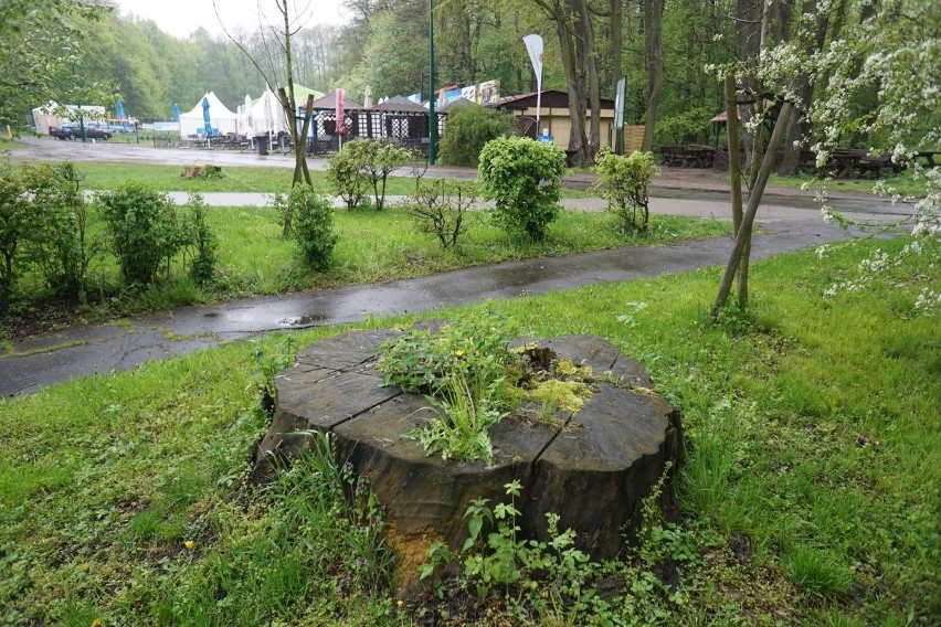 W ostatnich miesiącach z terenów nad jeziorem Rusałka...