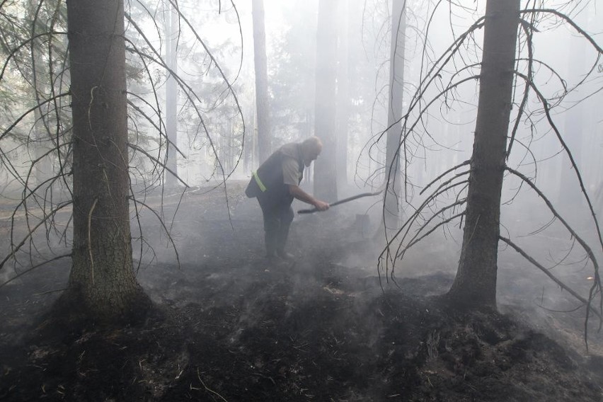 Pożar lasu w Puszczy Białowieskiej